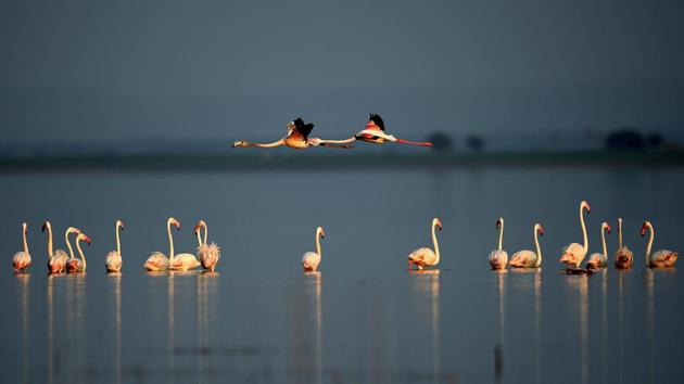Flamingos are seen at the Ghataprabha backwaters in Bagalkot district of Karnataka. (Shailendra Bhojak / PTI) Flamingos are seen at the Ghataprabha backwaters in Bagalkot district of Karnataka. (Shailendra Bhojak / PTI)