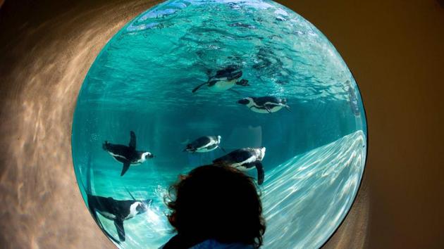 A child looks at African penguins during the opening of a new area reserved for them at bioparco in Rome, Italy. (Tiziani Fabi / AFP) A child looks at African penguins during the opening of a new area reserved for them at bioparco in Rome, Italy. (Tiziani Fabi / AFP)