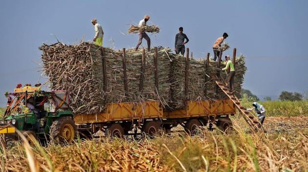 Workers load sugarcane on a tractor to be transported to a sugar mill near the Ghataprabha backwaters in Bagalkot district, Karnataka. (Shailendra Bhojak / PTI) Workers load sugarcane on a tractor to be transported to a sugar mill near the Ghataprabha backwaters in Bagalkot district, Karnataka. (Shailendra Bhojak / PTI)