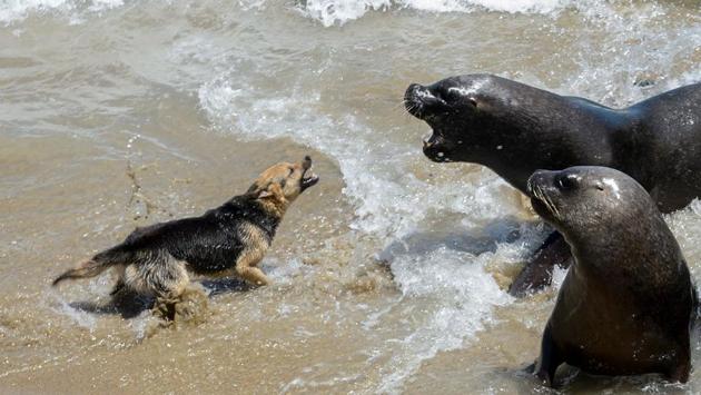 A dog barks at sea lions in Valparaiso, Chile. The hunting of sea lions is prohibited in Chile until 2021, but their proliferation in the last decades has become a huge problem for fishermen, since they attack their nets and rob the fish, putting their work in risk. (Martin Bernetti / AFP) A dog barks at sea lions in Valparaiso, Chile. The hunting of sea lions is prohibited in Chile until 2021, but their proliferation in the last decades has become a huge problem for fishermen, since they attack their nets and rob the fish, putting their work in risk. (Martin Bernetti / AFP)