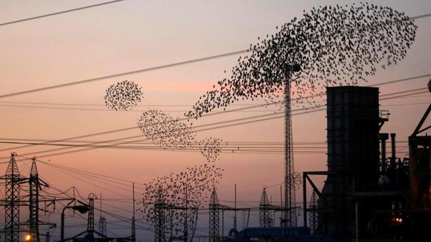 A murmuration of starlings dances before landing to sleep on electricity poles near the southern Israeli city of Beersheva in the Negev desert. (Menahem Kahana / AFP) A murmuration of starlings dances before landing to sleep on electricity poles near the southern Israeli city of Beersheva in the Negev desert. (Menahem Kahana / AFP)