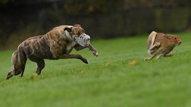 A greyhound chases a hare during a hare coursing meeting in Abbeyfeale, Ireland. (Clodagh Kilcoyne / REUTERS) A greyhound chases a hare during a hare coursing meeting in Abbeyfeale, Ireland. (Clodagh Kilcoyne / REUTERS)
