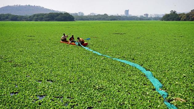 Workers from Pune municipal corporation (PMC) remove water hyacinth from Pashan lake in Pune on March 3. A green carpet of water hyacinth makes the lake a breeding ground for mosquitoes. Today, water hyacinth is one of the world’s worst weeds, causing serious problems in Asia, Africa, North America and Papua New Guinea. In some parts of the world it is declared as major pest as it chokes wetlands and waterways, also killing native wildlife in ponds, creeks, lakes, rivers  and interfering with recreational use.  (PRATHAM GOKHALE/HT PHOTO) 