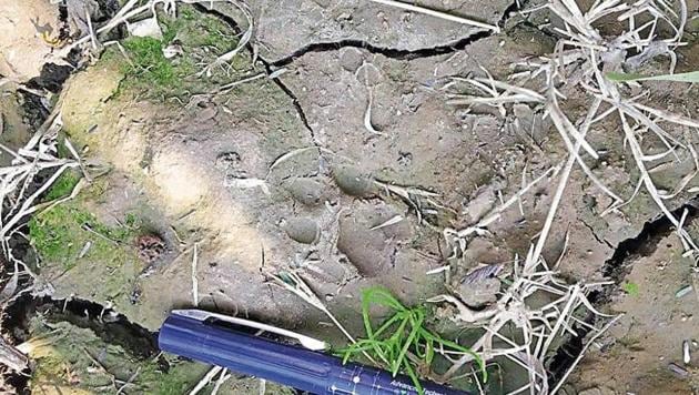 Fresh pug marks of a leopard and her cubs were found in several villages of the district. (Sourced) Fresh pug marks of a leopard and her cubs were found in several villages of the district. (Sourced)