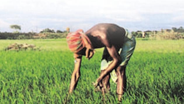 Short-lived solutions, like farm-loan waivers, can make a bad problem worse, since they don’t address underlying issues.(AFP)