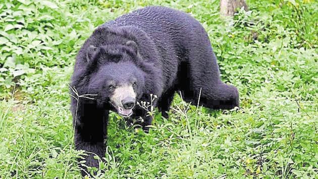 Since April, three people were critically injured during bear attacks in Uttarkashi forest division.(HT File / Representational Photo)