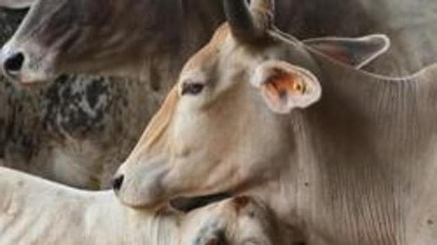 Police said that two cases of cow smuggling are registered against the suspected cow smuggler Shagir Khan at two police stations of Alwar district.(HT File / Photo used for representational purpose) Police said that two cases of cow smuggling are registered against the suspected cow smuggler Shagir Khan at two police stations of Alwar district.(HT File / Photo used for representational purpose)