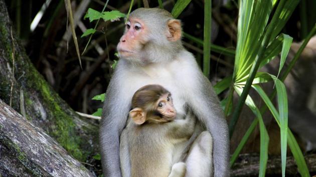 A female Rhesus Macaque monkey with her baby. A man was arrested for killing and eating a Rhesus Macaque monkey in Meghalaya.(AP) A female Rhesus Macaque monkey with her baby. A man was arrested for killing and eating a Rhesus Macaque monkey in Meghalaya.(AP)