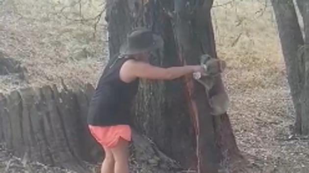 Local Chantelle Lowrie was at a camping ground near the Murray River in the southern state of Victoria on Friday when she saw the koala. (Chantelle Lowrie/Facebook) Local Chantelle Lowrie was at a camping ground near the Murray River in the southern state of Victoria on Friday when she saw the koala. (Chantelle Lowrie/Facebook)