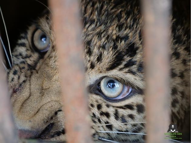 Unnatural deaths of leopards in India increased from 118 in 2014 to 159 in 2017(Wildlife SOS)