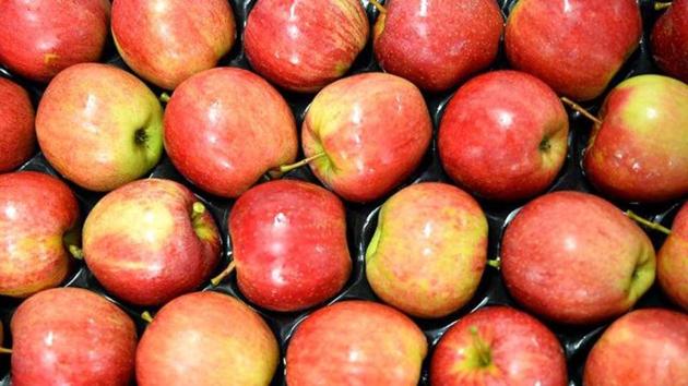 India ranked third as a destination for US apple exports in 2017, purchasing USD 97 million of US apples, or 10 per cent of the total exports. (File Photo) India ranked third as a destination for US apple exports in 2017, purchasing USD 97 million of US apples, or 10 per cent of the total exports. (File Photo)