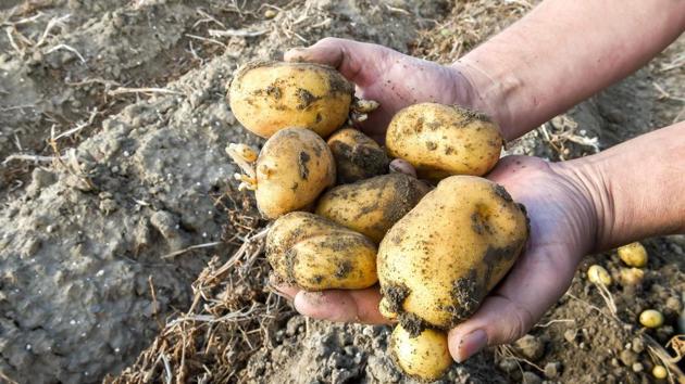 An Agra-based farmer, who could save a mere <span class='webrupee'>?</span>490 after selling 19 tonnes of his potato crop, has sent the entire amount to Prime Minister Narendra Modi by money order as a protest.(AFP)