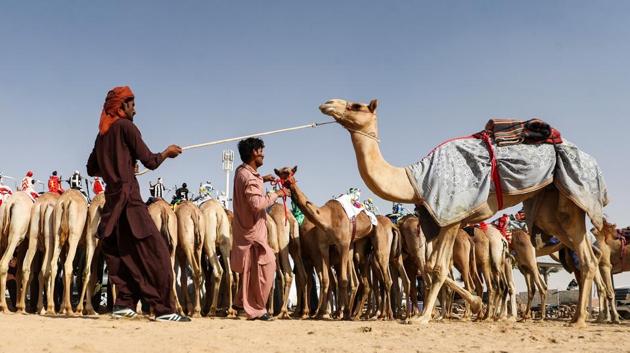 Handlers pull camels ahead of a race during the festival. The festival draws completion in categories involving cars and motorbikes along with traditional falcon, camel and horse races. (Karim Sahib / AFP) Handlers pull camels ahead of a race during the festival. The festival draws completion in categories involving cars and motorbikes along with traditional falcon, camel and horse races. (Karim Sahib / AFP)