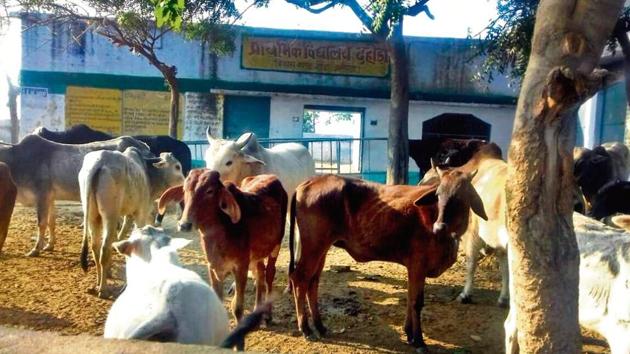 Stray cows and bulls locked in different schools in Aligarh district. (Mahipal Singh/HT File) Stray cows and bulls locked in different schools in Aligarh district. (Mahipal Singh/HT File)