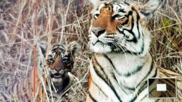 Ranthambore tigress T-84 with one of her two cubs.(HT Photo)