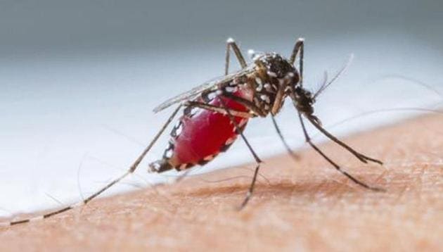 India reported nearly three million fewer cases of the disease in 2017, and is no longer among world’s top three nations, according to World Malaria Report 2018.(HT File Photo) India reported nearly three million fewer cases of the disease in 2017, and is no longer among world’s top three nations, according to World Malaria Report 2018.(HT File Photo)