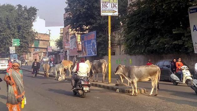 Uttar Pradesh chief minister Yogi Adityanath has ordered the renaming of ‘kanji houses” (cattle pounds) as ‘Gau Sarankshan Kendras’ (cow protection centres).(PTI)