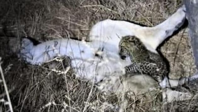 This unusual bonding between a lioness and a leopard cub was first spotted by forest staff around six days ago.(Twitter/@DCFGirEastDhari)