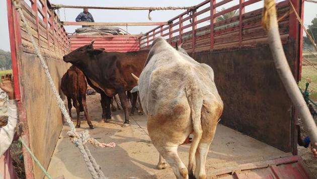 Cows being transported to a shelter in Kanpur(HT Photo)