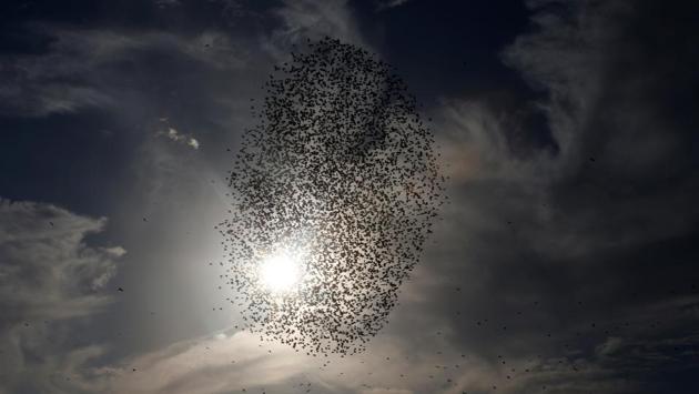 By grouping together, the birds find safety in numbers and their swirling movements could plausibly be understood as a means to confuse predators such as falcons or hawks. (Ronen Zvulun / REUTERS)
