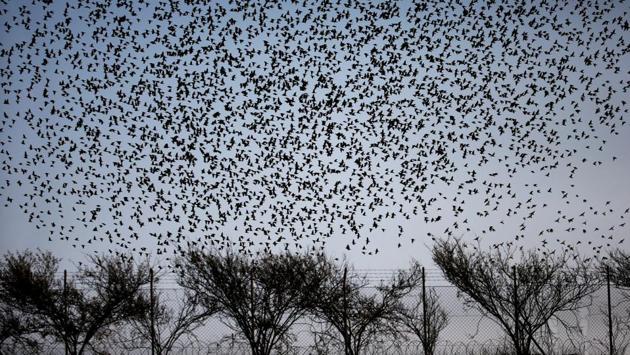 When the winters are harsh, the starlings in Europe migrate south westwards or south eastwards to warmer climes. (Ronen Zvulun / REUTERS)