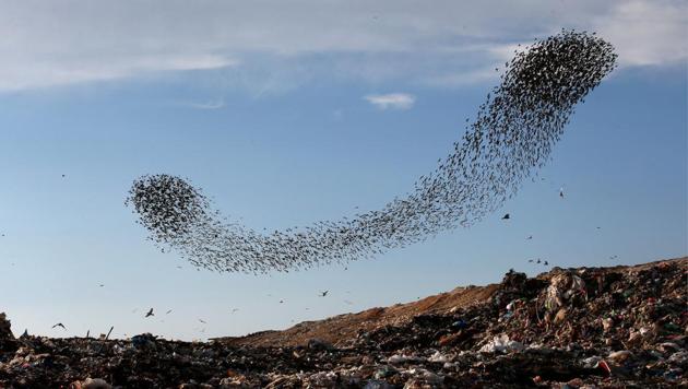 Starlings wintering in Israel have been putting on a spectacular aerial dance display over the Negev desert every morning for the past two weeks. The birds, which have come from Russia and eastern Europe, form dark, shifting shapes known as murmurations. (Ronen Zvulun / REUTERS)