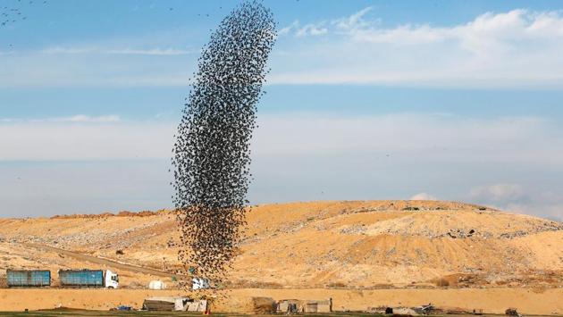 Starlings have the ability to acclimatise themselves to a diverse variety of habitats. This ability has resulted in an enormous habitat range for the birds – from forests and mountain ranges to coastal areas across the world. (Ronen Zvulun / REUTERS)