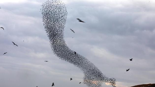 The starlings produce a range of shapes in quick succession and maintain cohesion in their flock during murmurations. The visual show this movement puts on is to a startling effect, the resulting shapes spanning the instantly familiar to outright abstract. (Ronen Zvulun / REUTERS)