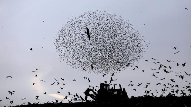 A digger is silhouetted as a murmuration of migrating starlings among black kites flies above it near the city of Rahat, southern Israel. (Ronen Zvulun / REUTERS)