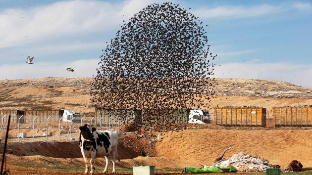 A cow stands nearby as a murmuration forms near the city of Rahat, southern Israel. Native to Asia, Europe, northern Australia, Africa and the islands of the tropical Pacific, starlings are small to medium-sized birds belonging to the Sturnidae family. (Ronen Zvulun / REUTERS)