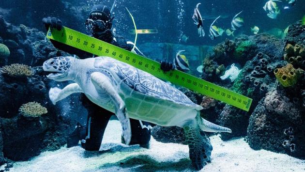 Diver Oliver Volz measures sea turtle ‘Speedy’ during an annual stock take at the aquarium of the SeaLife in Timmendorfer Strand, northern Germany. (Markus Scholz / dpa / AFP) Diver Oliver Volz measures sea turtle ‘Speedy’ during an annual stock take at the aquarium of the SeaLife in Timmendorfer Strand, northern Germany. (Markus Scholz / dpa / AFP)