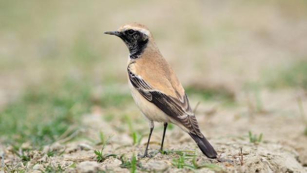 The solitary Desert Wheatear spotted at Newtown in the outskirts of Kolkata in 2013. (Photo Courtesy: Santanu Manna) The solitary Desert Wheatear spotted at Newtown in the outskirts of Kolkata in 2013. (Photo Courtesy: Santanu Manna)