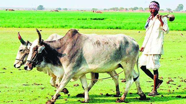 A farmer in Kota engaged in the cultivation of Kharif crops.(HT File Photo)