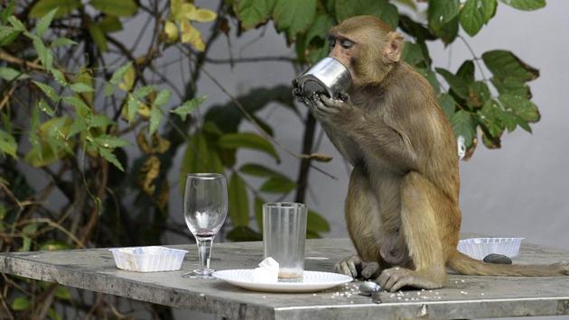 A macaque monkey has a go at leftovers atop a table at Press Club in New Delhi. (Biplov Bhuyan / HT Photo) A macaque monkey has a go at leftovers atop a table at Press Club in New Delhi. (Biplov Bhuyan / HT Photo)
