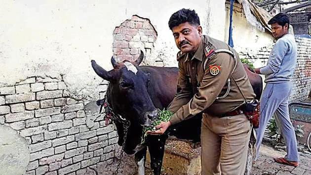 Inspector Javed Khan with cow and calf at Banna Devi police station in Aligarh. (Mahipal Singh//HT Photo)