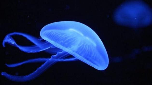 Highly venomous jellyfish have stung more than three thousand people on Australia’s northeastern shores in just a few days, authorities said Monday, forcing the closure of several beaches. (AFP/ Representative Image) Highly venomous jellyfish have stung more than three thousand people on Australia’s northeastern shores in just a few days, authorities said Monday, forcing the closure of several beaches. (AFP/ Representative Image)