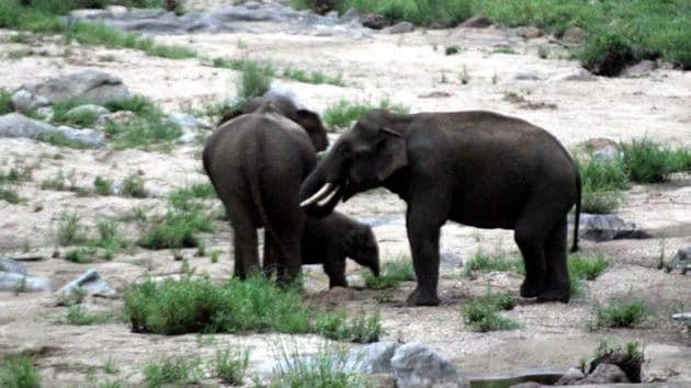 A herd of elephants rampaged through a village in Jharkhand’s Gumla district on Monday, trampling a woman and her infant daughter to death. (File Photo)(HT Photo)