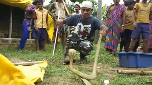 Snake catcher Mirza Mohd Arif removed the cobra from the chicken coop it had been hiding in.(Screengrab)