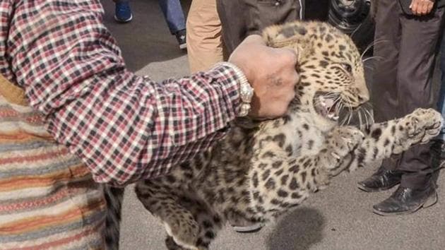 A leopard cub, who was dragged around by some unidentified locals in Kolyari village, some 150 kms from Nagpur in Gondia district of eastern Vidarbha, died on Tuesday morning. (Representational Image)(PTI)