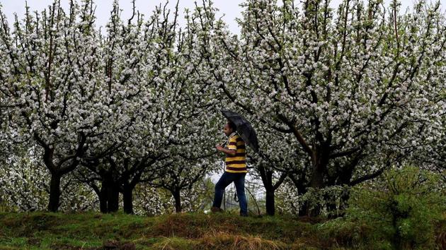 The global UN body has recommended that India delineate areas under orchards, and bamboo and palm cultivation for an accurate assessment of carbon stocks of forests(PTI File Photo)