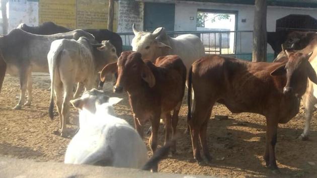 As per plan. a cowshed with a capacity of minimum 1,000 animals will be built in every district. (HT File) As per plan. a cowshed with a capacity of minimum 1,000 animals will be built in every district. (HT File)