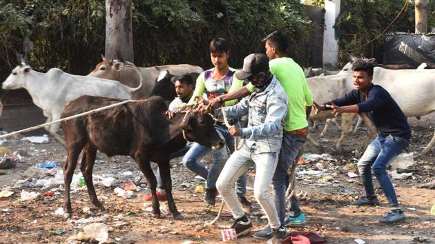 Workers of Lucknow Municipal Corporation (LMC) catch stray cattle, near old Hanuman Temple, at Aliganj, in Lucknow on Thursday.(Subhankar Chakraborty/HT PHOTO)