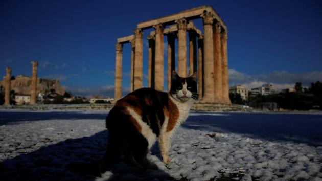 A cat is seen inside the archaeological site of the ancient Temple of Zeus following a snowfall in Athens. The ancient monument got a rare dusting of snow as temperatures across Greece hit record lows, bringing transport to a standstill in some areas. (Alkis Konstantinidis / REUTERS) A cat is seen inside the archaeological site of the ancient Temple of Zeus following a snowfall in Athens. The ancient monument got a rare dusting of snow as temperatures across Greece hit record lows, bringing transport to a standstill in some areas. (Alkis Konstantinidis / REUTERS)
