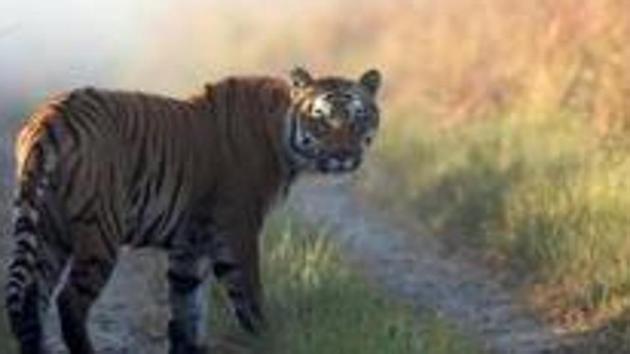 This undated photo released by Corbett Tiger Reserve, shows a tiger at the Corbett Tiger Reserve in Corbett National Park.(AP Photo)