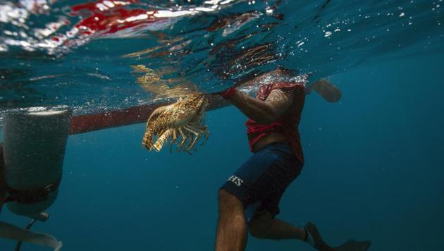 A diver holds onto his catch of lobsters during a fishing journey in the Miskito coast near Cay Savannah, Honduras. Saul Ronaldo Atiliano was diving for lobster in the clear waters off Honduras’ Caribbean coast when he felt a pressure, a pain in his body. And he knew he’d gotten the sickness that has killed or disabled so many of his Miskito comrades. (Rodrigo Abd / AP) A diver holds onto his catch of lobsters during a fishing journey in the Miskito coast near Cay Savannah, Honduras. Saul Ronaldo Atiliano was diving for lobster in the clear waters off Honduras’ Caribbean coast when he felt a pressure, a pain in his body. And he knew he’d gotten the sickness that has killed or disabled so many of his Miskito comrades. (Rodrigo Abd / AP)