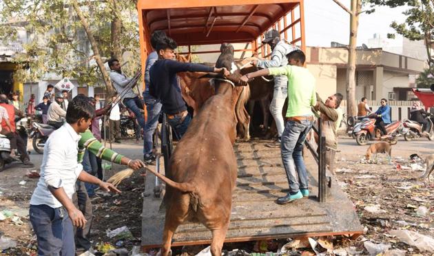 LMC squad catching stray animals near old Hanuman temple in Aliganj on Thursday. An LMC official said as many as 60 cattle-catchers were working day and night to trap the animals. (Subhankar Chakraborty/HT Photo) LMC squad catching stray animals near old Hanuman temple in Aliganj on Thursday. An LMC official said as many as 60 cattle-catchers were working day and night to trap the animals. (Subhankar Chakraborty/HT Photo)