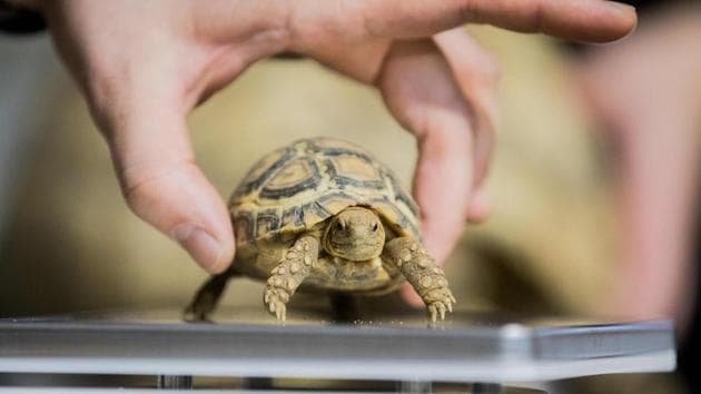A small leopard tortoise is placed on the scales during an annual stock take at the zoo in Duisburg, Germany. (Rold Vennenbernd / dpa / AFP) A small leopard tortoise is placed on the scales during an annual stock take at the zoo in Duisburg, Germany. (Rold Vennenbernd / dpa / AFP)
