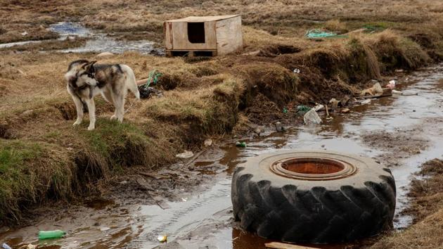 A sled dog chained to a small shelter looks at a tire in Tasiilaq. Lars Anker Moeller used to be able to take tourists out on his signature five-day sled dog ride every year when he started working at tour operator Arctic-Dream over a decade ago. Now, Moeller often has to take his clients on alternate routes because of the lack of ice. (Lucas Jackson / REUTERS) A sled dog chained to a small shelter looks at a tire in Tasiilaq. Lars Anker Moeller used to be able to take tourists out on his signature five-day sled dog ride every year when he started working at tour operator Arctic-Dream over a decade ago. Now, Moeller often has to take his clients on alternate routes because of the lack of ice. (Lucas Jackson / REUTERS)