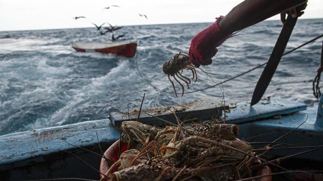 A diver makes 75 lempiras ($3) per pound of lobster and 7 lempiras (28 cents) for each sea cucumber. An average 10-pound (4.5-kilogram) daily haul of lobster is a windfall in one of the most impoverished regions of the Americas, so many take the risk, and many suffer for it, like Atiliano, who dove for 25 years without a problem until that day in September. (Rodrigo Abd / AP) A diver makes 75 lempiras ($3) per pound of lobster and 7 lempiras (28 cents) for each sea cucumber. An average 10-pound (4.5-kilogram) daily haul of lobster is a windfall in one of the most impoverished regions of the Americas, so many take the risk, and many suffer for it, like Atiliano, who dove for 25 years without a problem until that day in September. (Rodrigo Abd / AP)