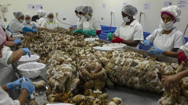Atiliano and Melendez are among the most vulnerable cogs in the lobster industry, which generated $40 million in sales for Honduras in 2017, nearly all of it from the US market. Atiliano said he expects to return to sea, not because he wants to, but for lack of options. “If I recover, by necessity and for lack of work I’ll have to go back to diving,” he said. (Rodrigo Abd / AP) Atiliano and Melendez are among the most vulnerable cogs in the lobster industry, which generated $40 million in sales for Honduras in 2017, nearly all of it from the US market. Atiliano said he expects to return to sea, not because he wants to, but for lack of options. “If I recover, by necessity and for lack of work I’ll have to go back to diving,” he said. (Rodrigo Abd / AP)